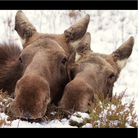 Meet your Posher, Brandy - Picture 1 of 1